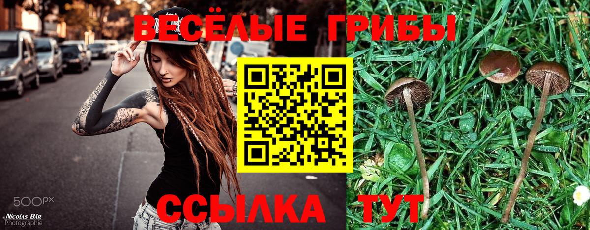 Галлюциногенные грибы Psilocybine cubensis  Вход с VPN  Новозыбков 
